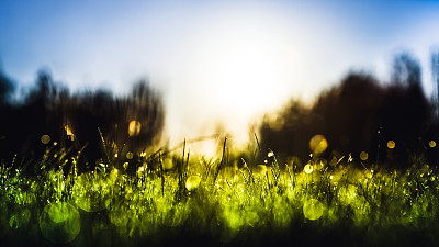 雨地里的绿草带着露珠图片下载