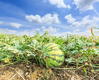 夏天的西瓜田图片下载
