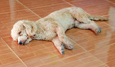 贵宾犬狗睡眠。图片下载