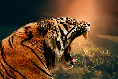 野生西伯利亚虎图片下载