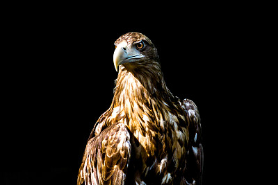 高贵的鹰，黑色背景的照片图片下载