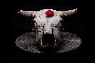 玫瑰牛颅骨图片下载