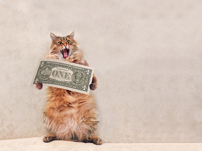 这只毛茸茸的大猫站着很滑稽。住3素材图片