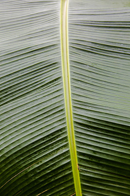 绿叶棕榈叶背景图片下载