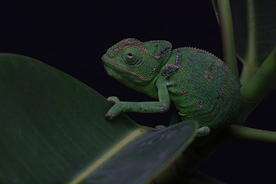 多汁的工作室照片上的变色龙图片下载