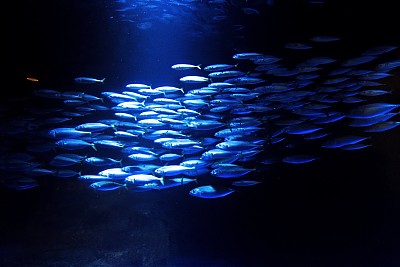 可愛いお魚图片下载