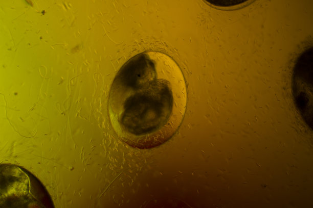 卵中的蜗牛胚胎图片下载