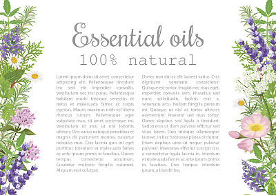 流行的精油植物标签集。徽章和文本。薄荷，薰衣草，鼠尾草，梅丽莎，玫瑰，天竺葵，洋甘菊，图片下载