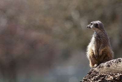 猫鼬自然图像与复制空间。可爱的动物图片与文字空间。图片下载