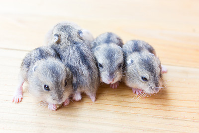 桌上有四只仓鼠，它们在晒日光浴。素材图片