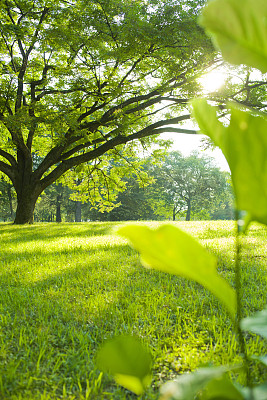 公園　木图片下载