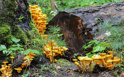 田纳西州金色开花图片下载