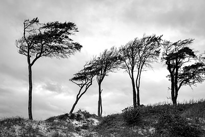 松树耸立在达斯半岛的西海滩上图片下载