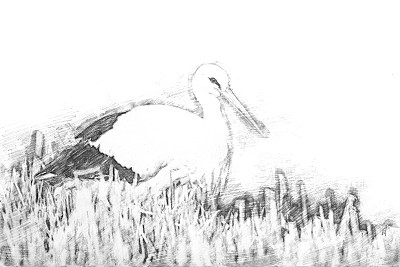 素描-站在芦苇中间的鹳图片下载