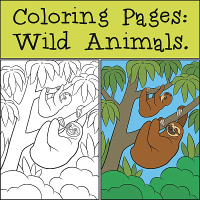 涂色页:野生动物。可爱的懒懒惰。图片下载