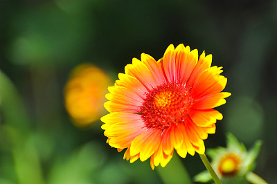 橙色非洲菊花在花园里。素材图片