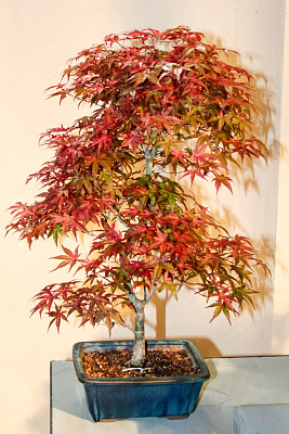 红色的盆景图片下载