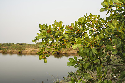 可作为蔬菜食用的腰果叶图片下载