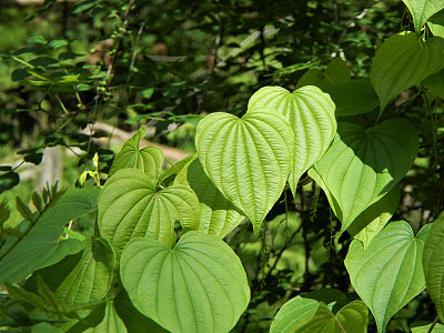 野生山药叶素材图片