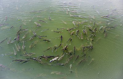 鲻鱼鱼图片下载