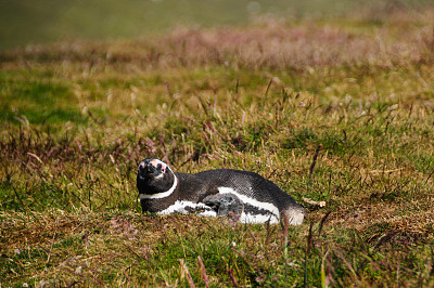 屠体岛的麦哲伦企鹅图片下载