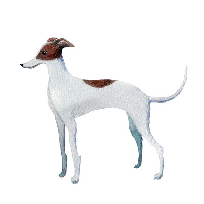 意大利灵缇犬图片下载