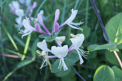 花忍冬在绿色的背景图片下载