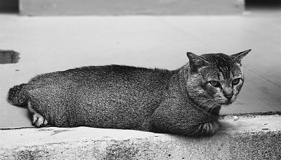 优雅的猫图片下载