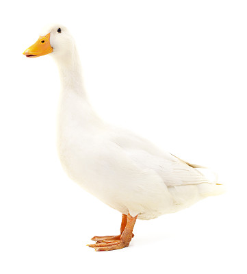 鸭子在白色的。图片下载