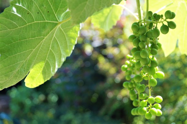 小葡萄图片下载