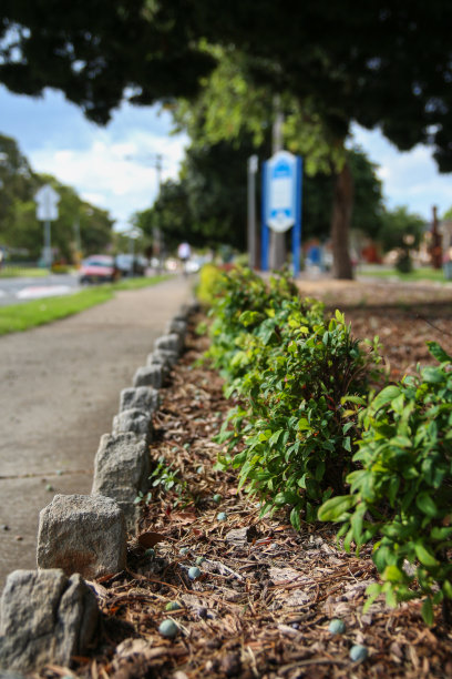 路边的植物图片下载