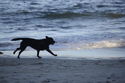 狗的剪影图片下载