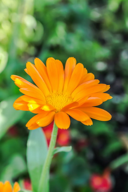 金盏花图片素材ID：171305860