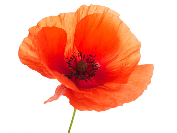 鲜红的罂粟花孤立在白色上图片下载