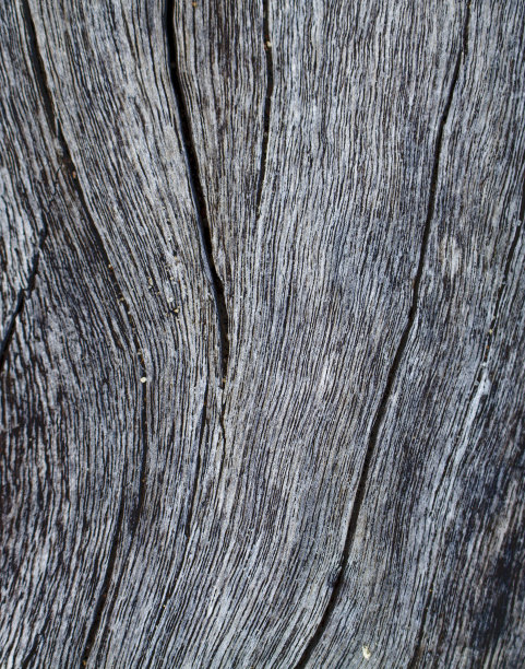 垂直木纹理特写照片。白色和灰色的木材背景。图片下载