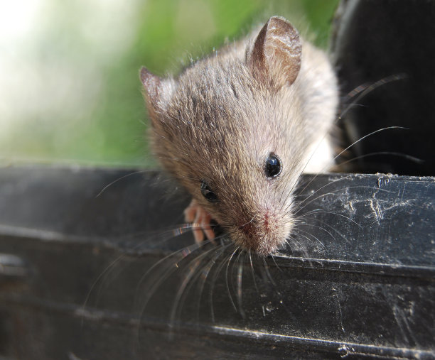 鼠灰色的活着图片下载