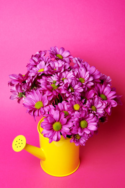 明亮的淡紫色的花图片下载