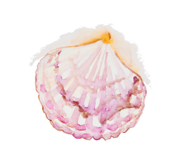 水彩贝壳绘画图片下载