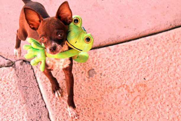 棕色吉娃娃图片下载