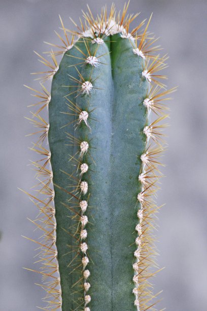 瘦小的仙人掌图片下载