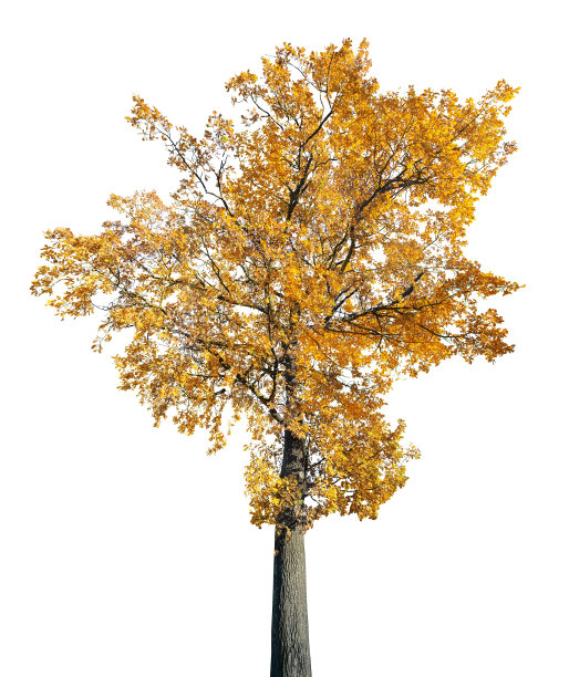 明亮的金色老橡木孤立在白色图片下载