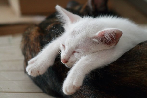 猫的睡眠图片下载