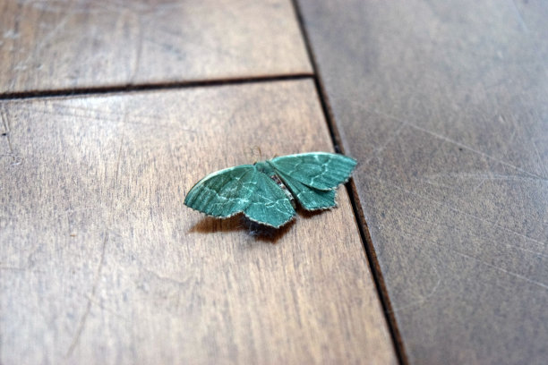 蓝色蛾图片下载