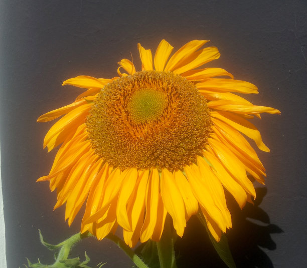 向日葵图片下载