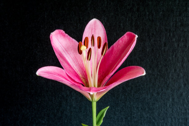 粉红色的郁金香。图片下载