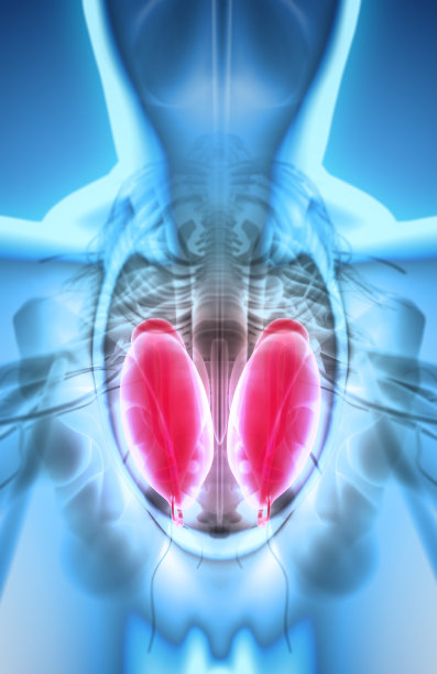 生殖系统男性，医学观念。图片下载