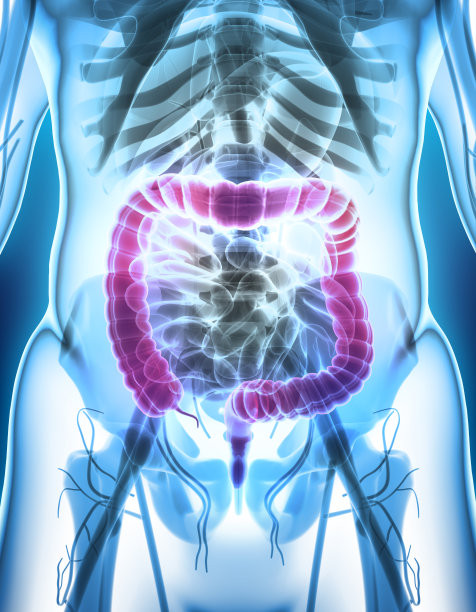 大肠的3D插图。图片下载