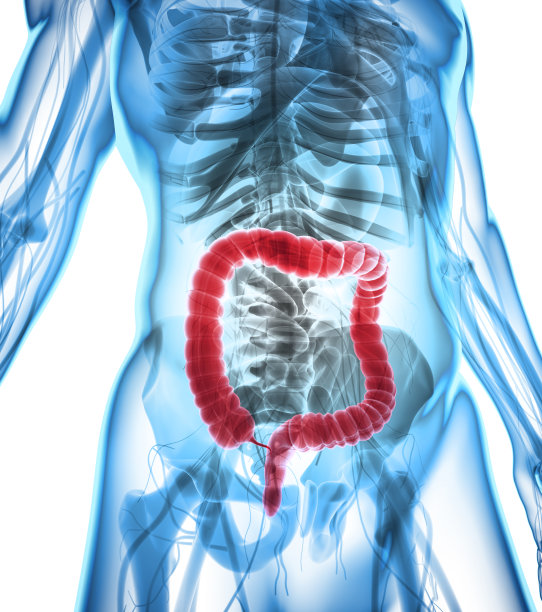 大肠的3D插图。图片下载