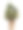 神圣的无花果或菩提树在白色的背景图片下载