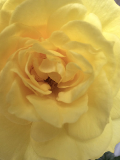 黄玫瑰图片下载